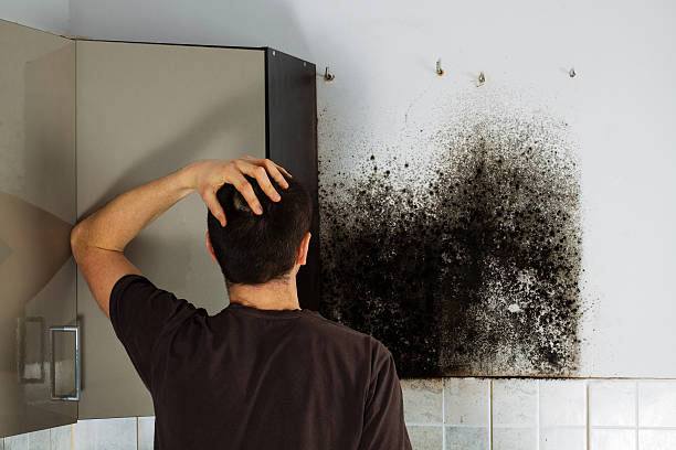 Best Post-Flood Mold Remediation in Redland, AL